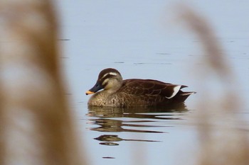 Eastern Spot-billed Duck Teganuma Sun, 4/7/2024