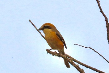 Bull-headed Shrike Teganuma Sun, 4/7/2024