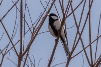 Japanese Tit 山口県下松市笠戸島 Wed, 4/10/2024