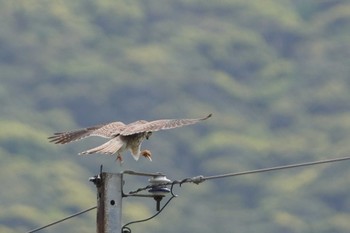 チョウゲンボウ 秋名の水田 2024年3月24日(日)