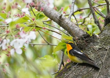 Narcissus Flycatcher Osaka castle park Thu, 4/11/2024