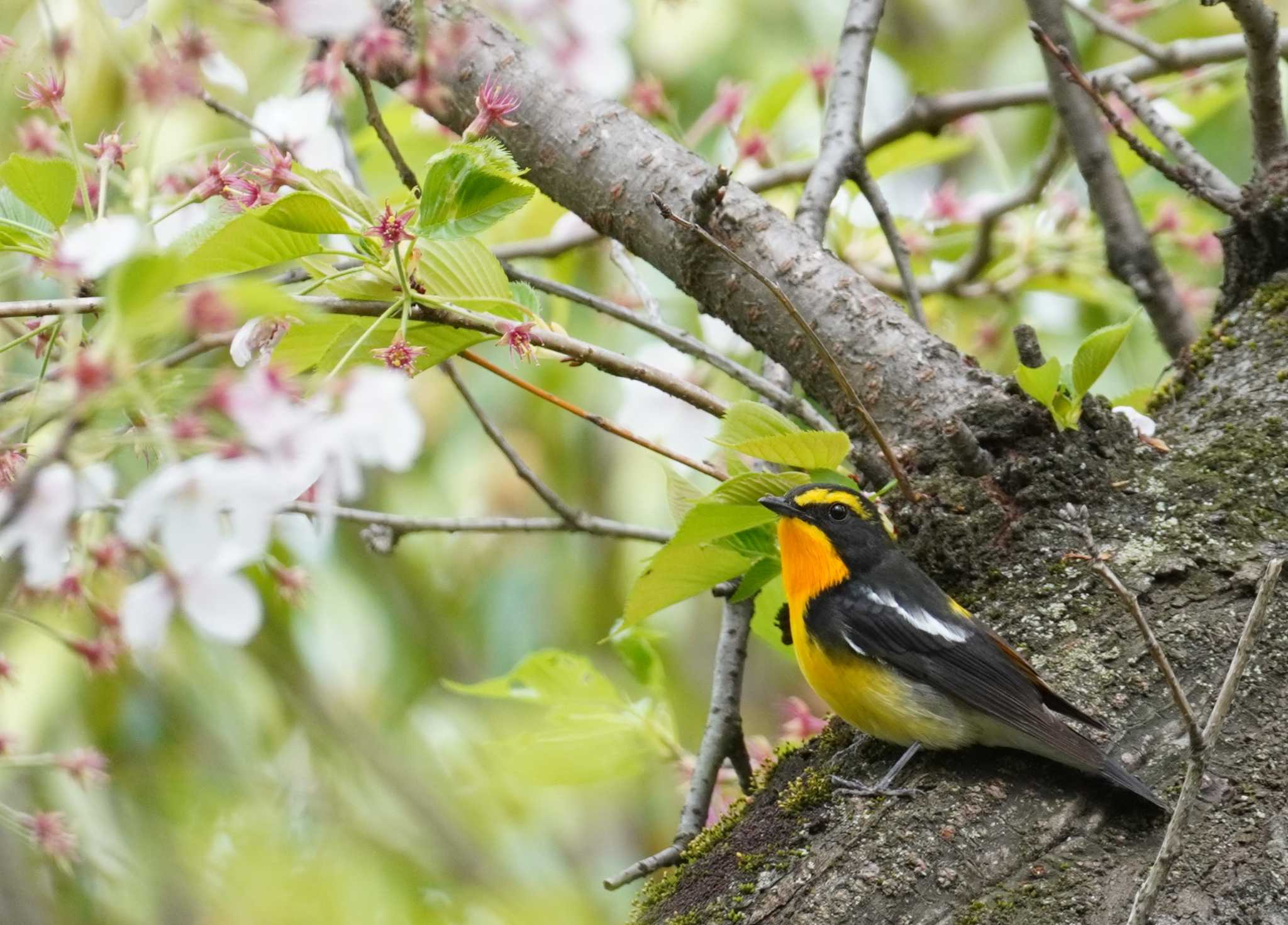 Narcissus Flycatcher