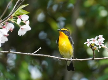 Narcissus Flycatcher Osaka castle park Thu, 4/11/2024