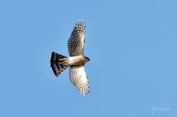 Eurasian Sparrowhawk 日野市 Sat, 3/30/2024