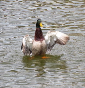 Mallard 仙台堀川公園(江東区) Thu, 4/11/2024