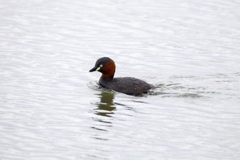 Little Grebe Isanuma Fri, 4/12/2024