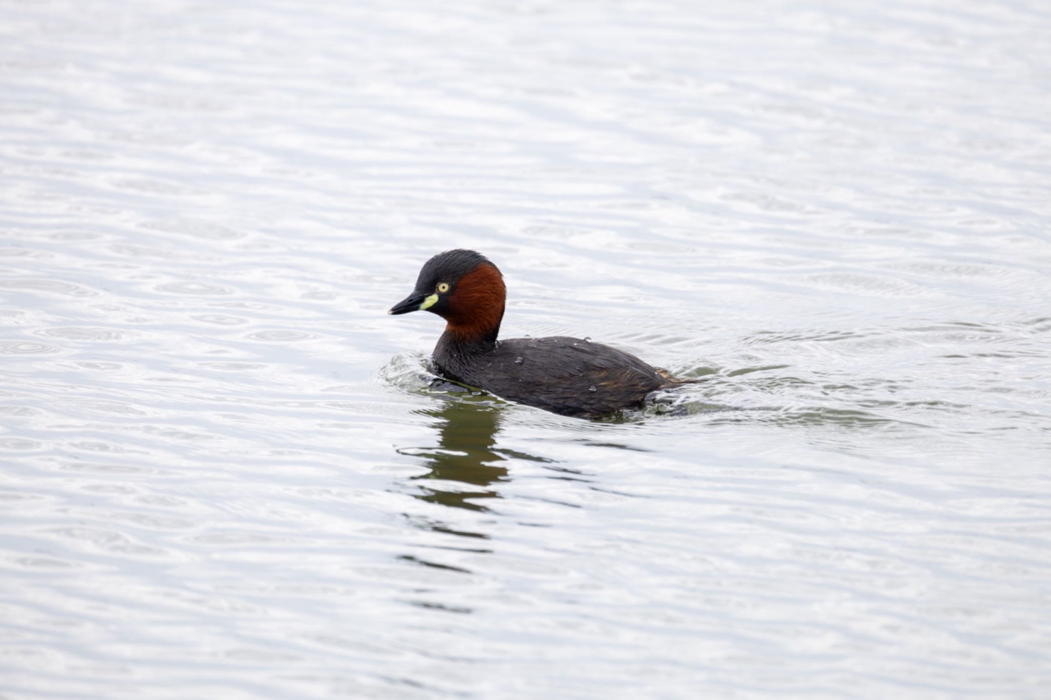 Photo of Little Grebe at Isanuma by Tomo