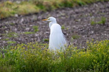 Great Egret Isanuma Fri, 4/12/2024