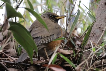 Brown-headed Thrush(orii) 近所 Thu, 3/28/2024