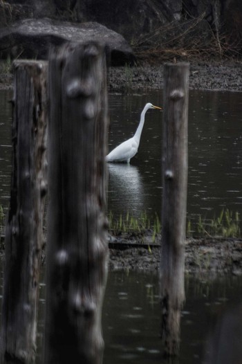 チュウサギ 葛西臨海公園 2018年12月22日(土)