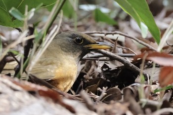 Brown-headed Thrush(orii) 近所 Thu, 3/28/2024