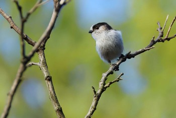 Long-tailed Tit 愛知県 Wed, 4/10/2024