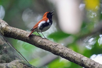 アカヒゲ 奄美自然観察の森 2024年4月6日(土)