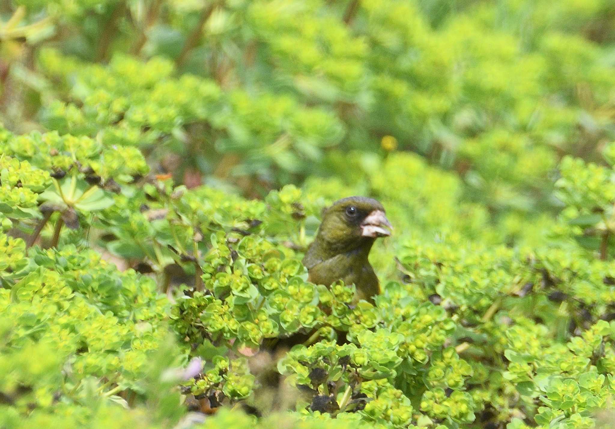 Grey-capped Greenfinch