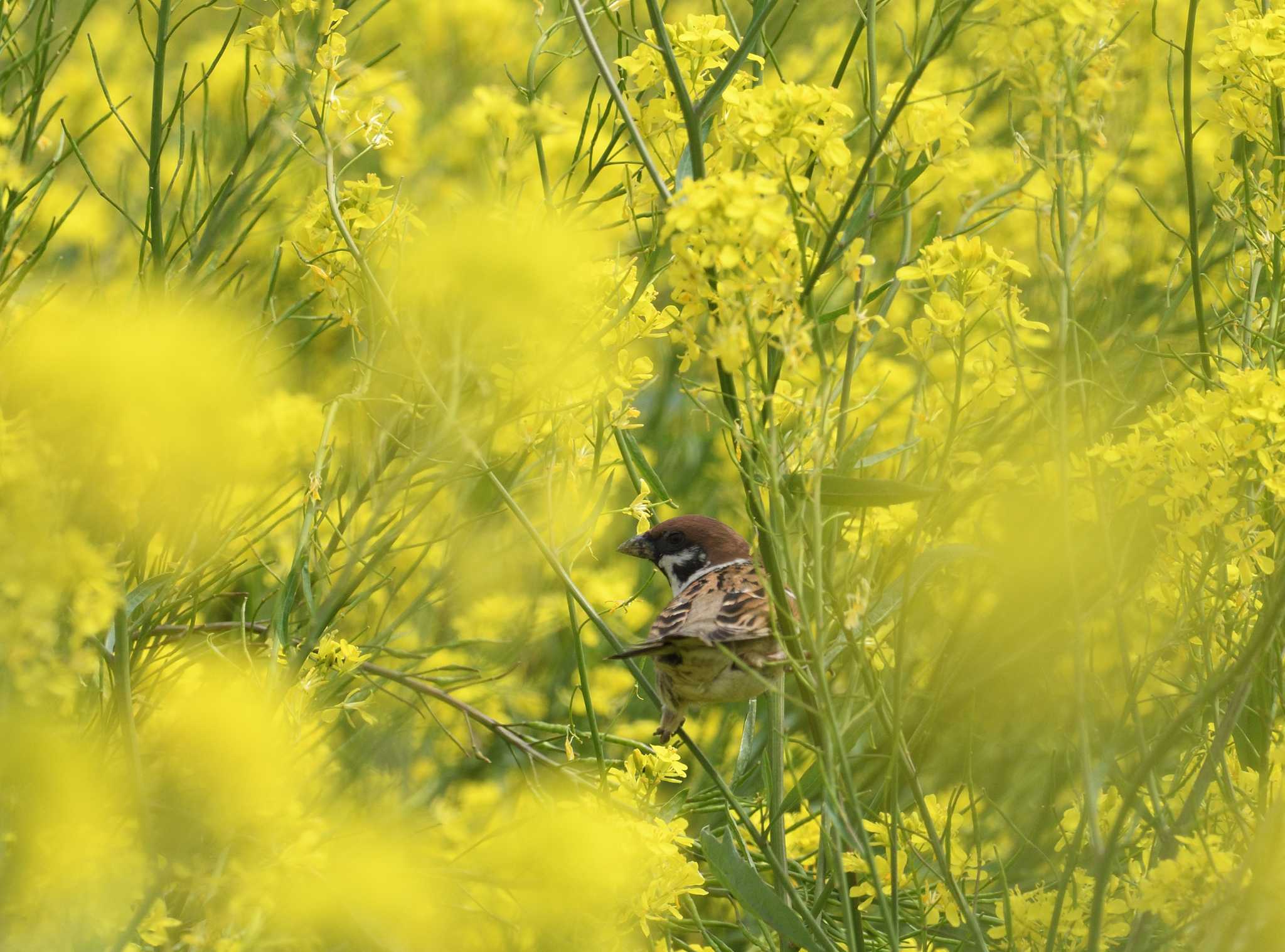 Eurasian Tree Sparrow