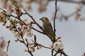 Fri, 4/12/2024 Birding report at 川里中央公園(屈巣)