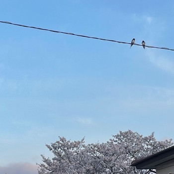 Barn Swallow 自宅敷地内電線 Fri, 4/12/2024