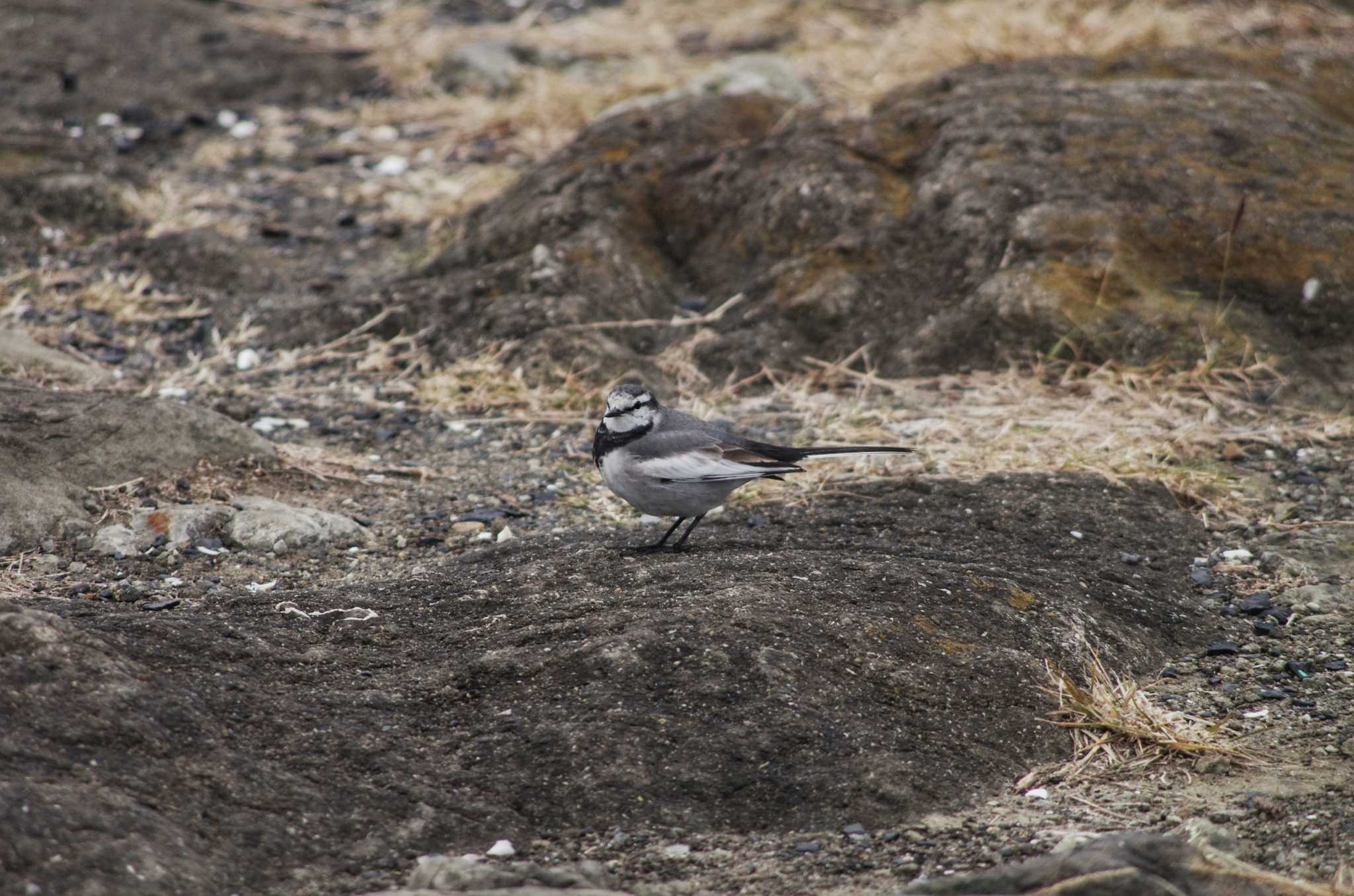 White Wagtail