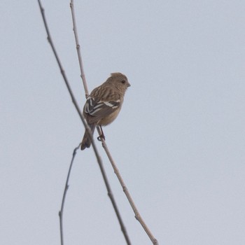 Siberian Long-tailed Rosefinch Watarase Yusuichi (Wetland) Sun, 3/24/2024