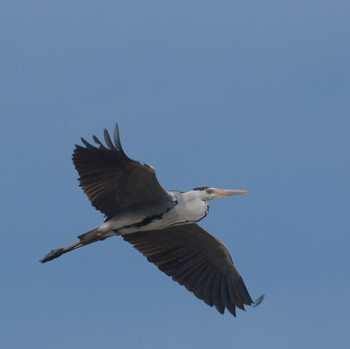 Grey Heron Watarase Yusuichi (Wetland) Sun, 3/24/2024