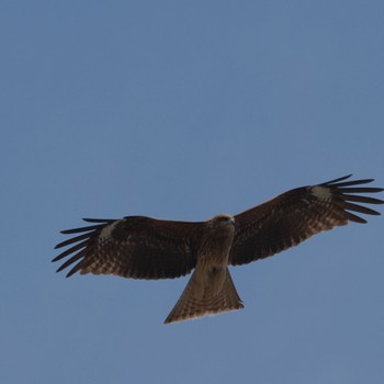 Black Kite Watarase Yusuichi (Wetland) Sun, 3/24/2024