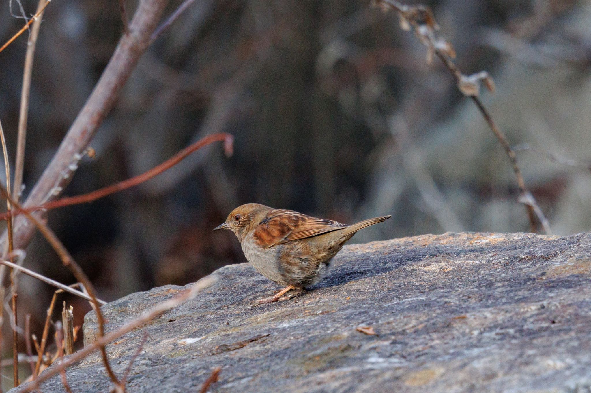 Japanese Accentor