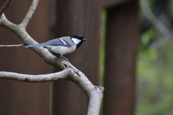 Japanese Tit ＭＦ Thu, 4/11/2024