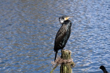 Great Cormorant 中郷温水池公園(三島市) Sun, 3/10/2024