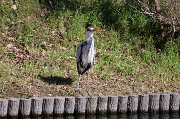 Grey Heron 中郷温水池公園(三島市) Sun, 3/10/2024