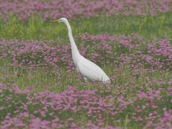 Great Egret 家の近所 Fri, 4/12/2024