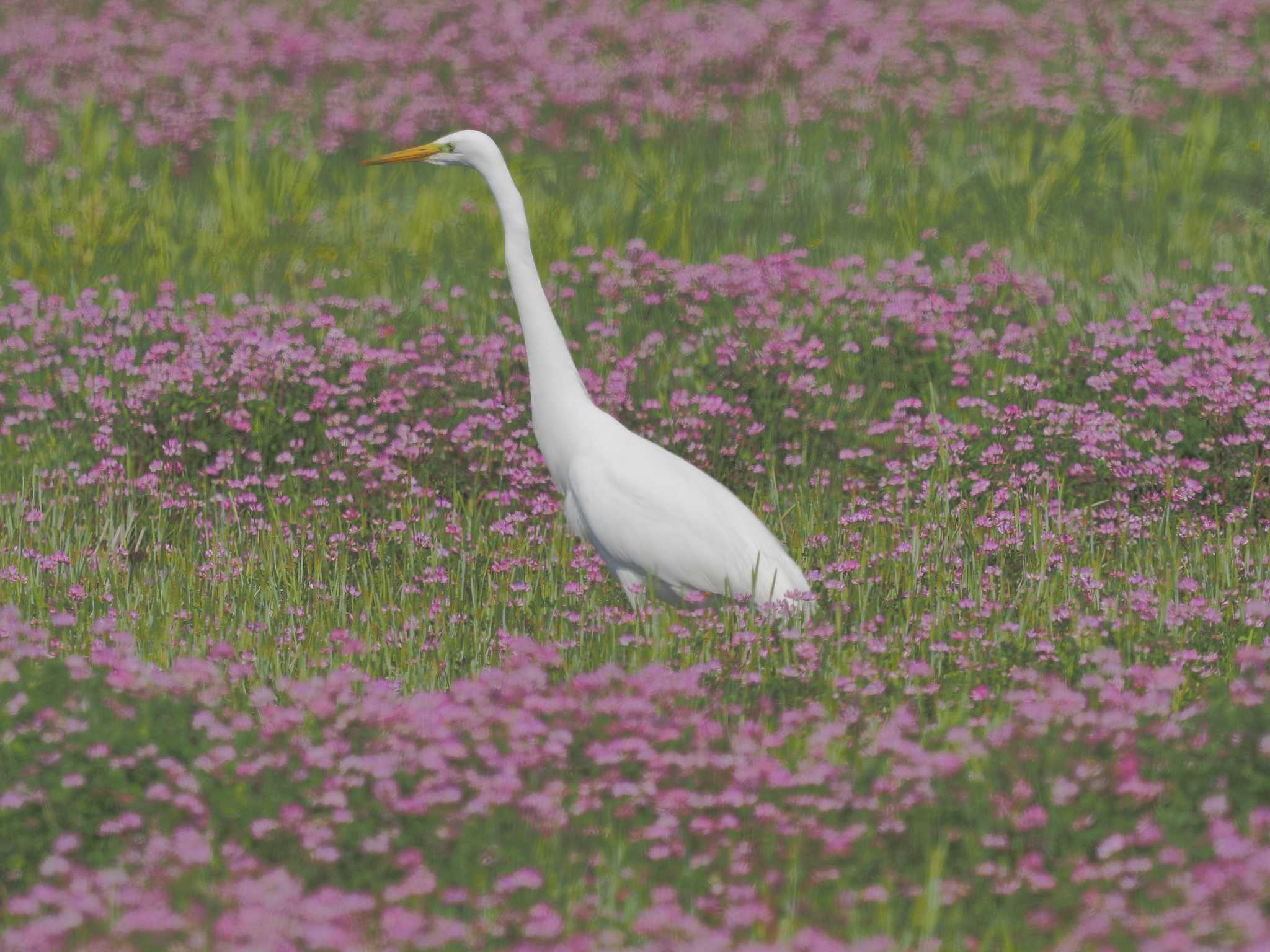 Photo of Great Egret at 家の近所 by MaNu猫