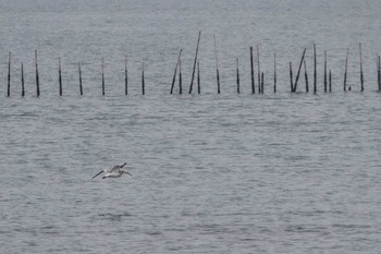 ダイシャクシギ 葛西臨海公園 2018年12月22日(土)