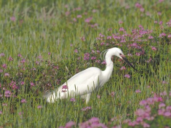 Little Egret 家の近所 Fri, 4/12/2024