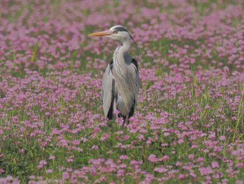 Grey Heron 家の近所 Fri, 4/12/2024