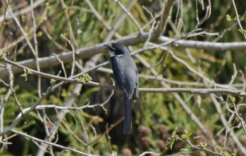 Ashy Minivet Unknown Spots Thu, 4/11/2024