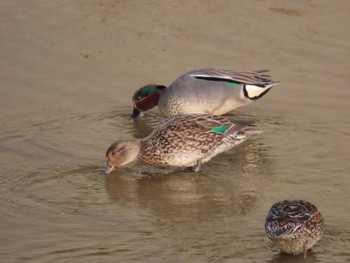 Fri, 4/12/2024 Birding report at 大阪南部