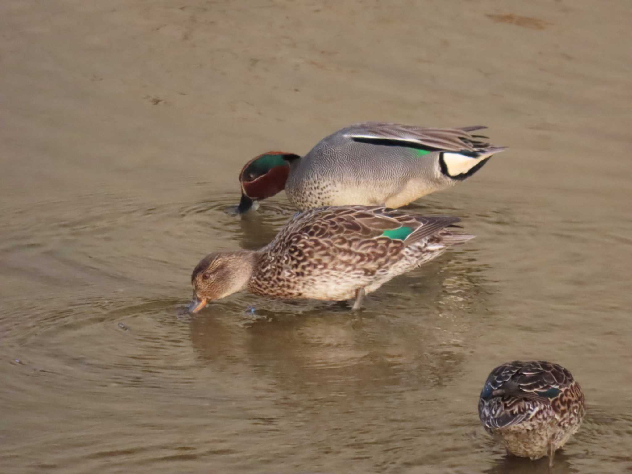 Photo of Eurasian Teal at 大阪南部 by れもん