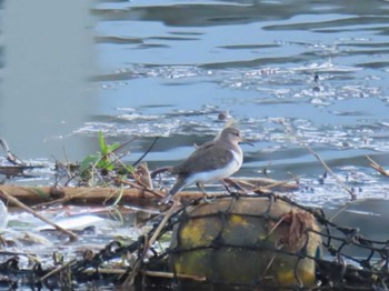 Common Sandpiper 大阪南部 Fri, 4/12/2024