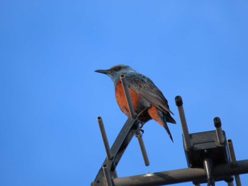 Blue Rock Thrush 大阪南部 Fri, 4/12/2024