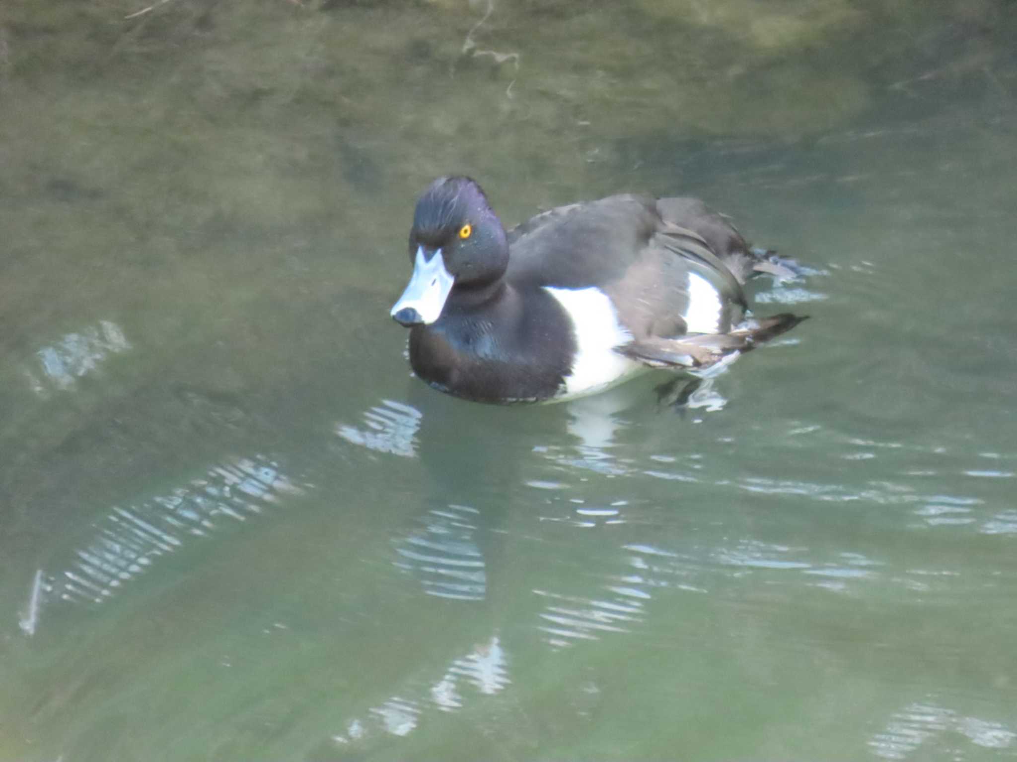 Photo of Tufted Duck at 大阪南部 by れもん