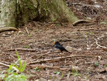 Japanese Thrush 神奈川県 Fri, 4/12/2024