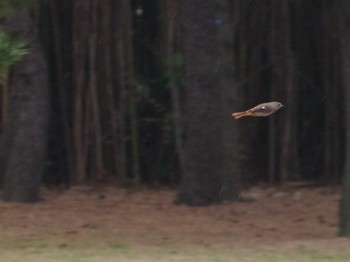 ジョウビタキ 葛西臨海公園 2018年12月22日(土)