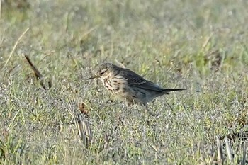 Water Pipit 隠岐(島根県) Wed, 3/27/2024