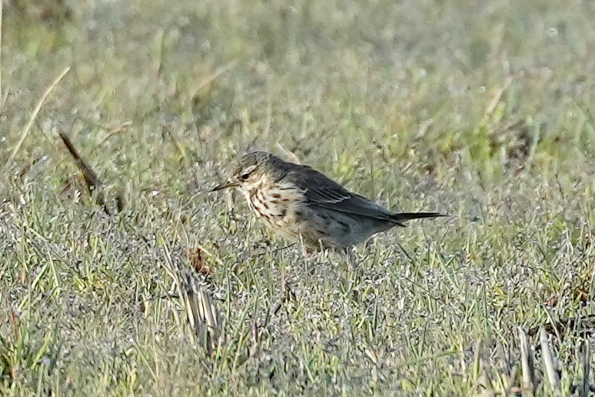 Water Pipit