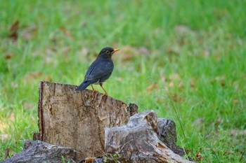 Japanese Thrush Kyoto Gyoen Fri, 4/12/2024