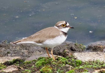 Little Ringed Plover Musashino-no-mori Park Thu, 4/11/2024