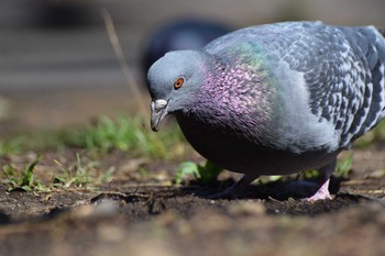 Rock Dove ＭＦ Wed, 3/13/2024