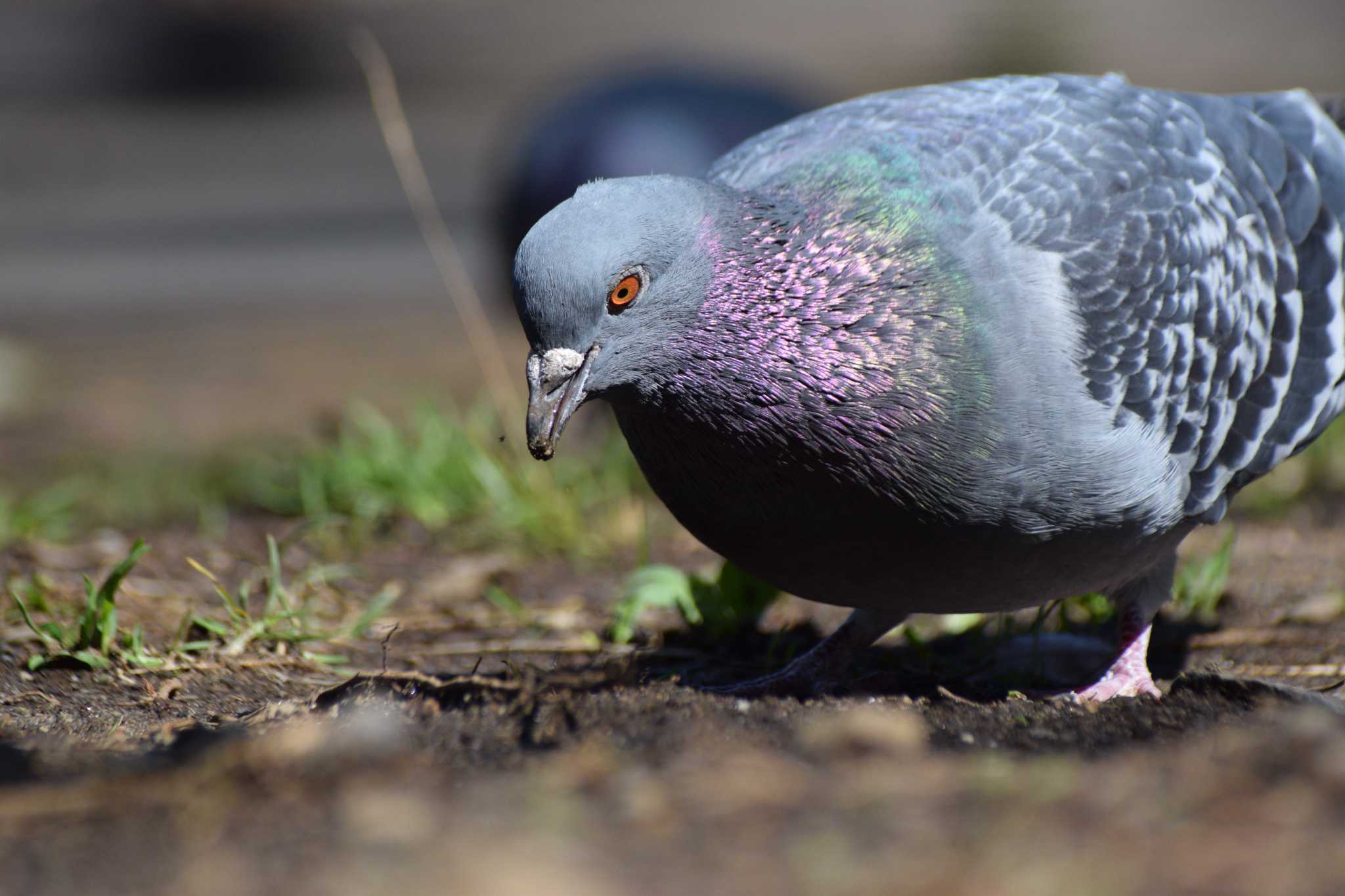 Photo of Rock Dove at ＭＦ by NM🐥📷