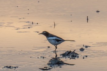 Japanese Wagtail 滋賀県米原市 Fri, 4/12/2024