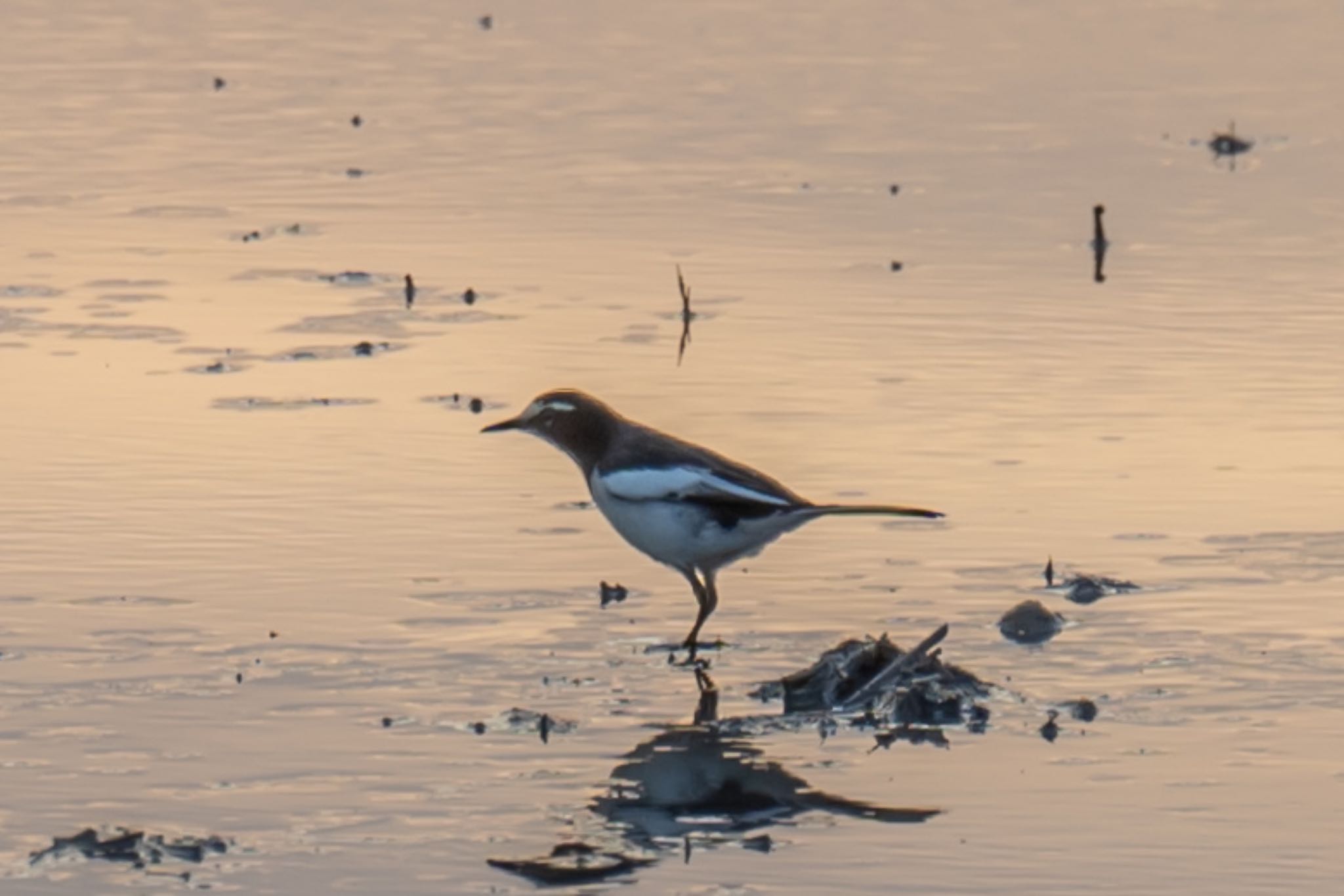 Photo of Japanese Wagtail at 滋賀県米原市 by なかみき1287